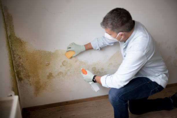 Best Post-Construction Mold Inspection  in Stanley, WI