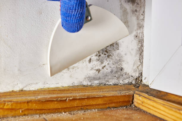 Best Mold Damage Restoration  in Stanley, WI